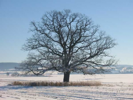 Bild 4 von 1 Eiche im Hohen Kamp